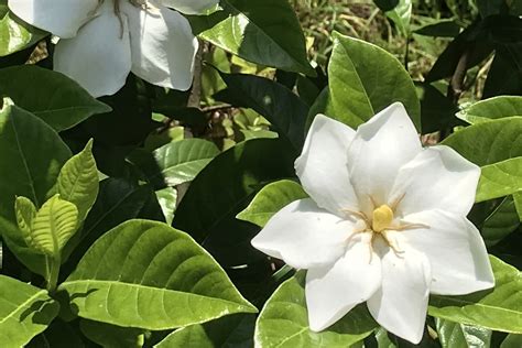 梔子葉|クチナシとは？花の季節、育て方、香り、英語、実や。